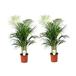 Plant in a Box Dypsis Lutescens - Set de 2 - Palmier - Pot 21cm - Hauteur 100-120cm