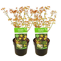 Plant in a Box Acer palmatum 'Petite princesse' - Lot de 2 - Erable - 19cm - Hauteur 45-55cm