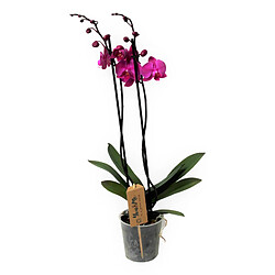 Plant in a Box Phalaenopsis - Orchidée Pourpre - Pot 12cm - Hauteur 50-60cm