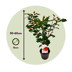 Plant in a Box Camellia japonica 'Dr. King' - Rose japonaise - Pot 15cm - Hauteur 50-60cm