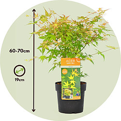 Plant in a Box Acer palmatum 'Katsura' - Lot de 2 - Erable japonais - Pot 19cm -Hauteur 60-70cm