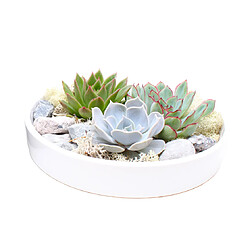 Plant in a Box Echeveria Garden Mix White - succulentes à échelle décorative - Blanc - 20 cm 