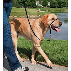 PetSafe Easy Walk Licol pas cher