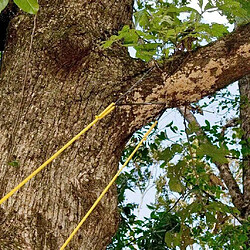 Acheter 24 pouces haute portée arbre membre main corde scie à chaîne et lames pliant poche scie à chaîne pour votre Camping, matériel de survie sur le