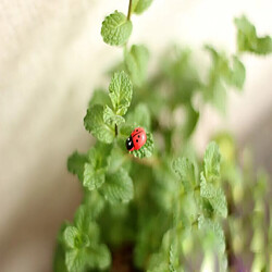 petites coccinelles Paysage Jardin