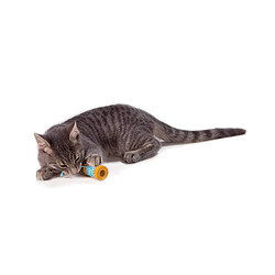 Petstages Orka Kat Spool with String Jouet à Pourchasser/Attraper pour Chat