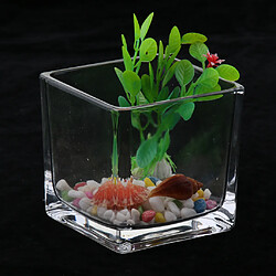 Avis Aquarium de bureau pot en verre pour aquarium