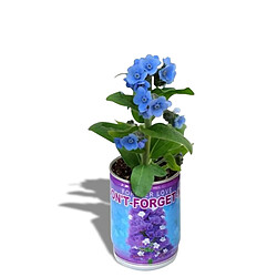 Plante vivace Totalcadeau