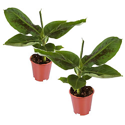 Plant in a Box Musa 'Oriental Dwarf' - Set de 2 - Plants de bananes - Pot 12cm - Hauteur 25-40