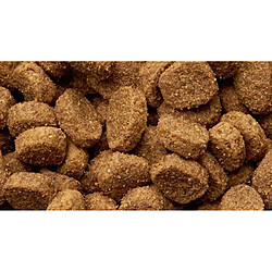 Croquettes pour chien