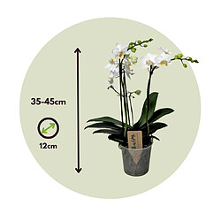 Plant in a Box Phalaenopsis Multiflora - Orchidée Blanc - Pot 12cm - Hauteur 35-45cm