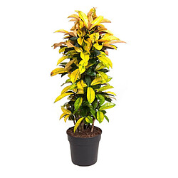 Plant in a Box Codiaeum variegatum 'Mrs. Iceton' - Crotone - Pot 31cm - Hauteur 140-150cm