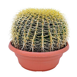 Plant in a Box Echinocactus grusonii - Cactus à tonne dorée - Cactus - 25cm - Hauteur 40–45cm