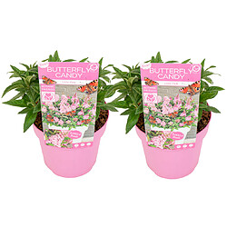 Plant in a Box Buddleja Candy 'Petite rose' - Set de 2 - Buddleia - Pot 19cm - Hauteur 30-40cm