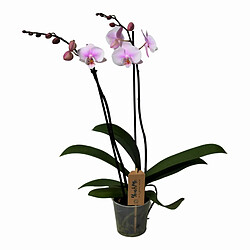 Plant in a Box Phalaenopsis - Orchidée rose - Pot 12cm - Hauteur 50-60cm 