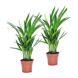 Plant in a Box Dypsis Lutescens - Areca Palmier D'or - Set de 2 - Pot 12cm - Hauteur 30-45cm