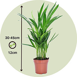 Plant in a Box Dypsis Lutescens - Areca Palmier D'or - Set de 2 - Pot 12cm - Hauteur 30-45cm