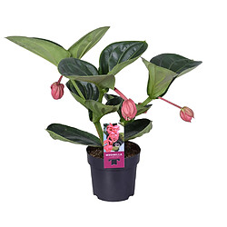 Plant in a Box Medinilla Magnifica 'Lambada' - Plante d'intérieur - 14cm - Hauteur 40-50cm