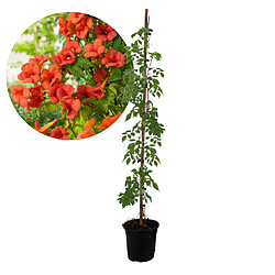 Plant in a Box Campsis 'Mme Galen' XL - Jardin - Plante grimpante - 17 cm - Hauteur 110-120 cm