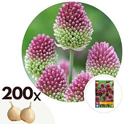 Plant in a Box Allium Sphaerocephalon - Bulbes x200 - Allium Sphérocéphale - Bulbes à Fleurs