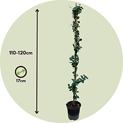 Plant in a Box Jasminoides Star of Toscane - Set de 2 - Jasmin - Pot 17cm - Hauteur 110-120cm