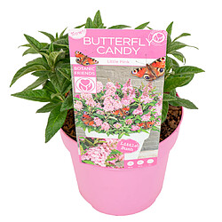 Plant in a Box Buddleja Candy 'Petite rose' - Arbuste à papillons Pot 19cm - Hauteur 30-40cm