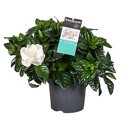 Plant in a Box Gardenia Jasminoides - Jasmin du Cap - Pot 13cm - Hauteur 25-40cm