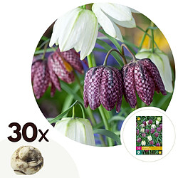 Plant in a Box Fritillaria Meleagris - Bulbes x30 - Fritillaire Meleagris - Bulbes à Fleurs