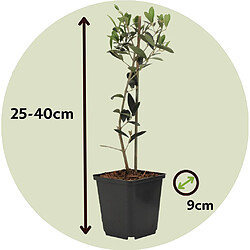 Plant in a Box Olea Europaea - Oliviers - Pot 9cm - Hauteur 25-40cm