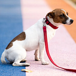 Equipement de transport pour chien