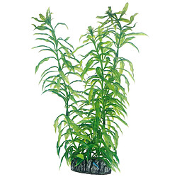 Hobby Heteranthera Plante pour Aquariophilie 25 cm