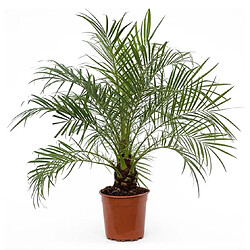 Plant in a Box Phoenix Rubelenii - Hauteur 80-90cm - Palmier nain - Pot 21cm