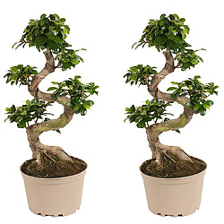 Plant in a Box Ficus Ginseng forme de S - Set de 2 - Bonsaï japonais - 20cm - Hauteur 55-65cm 