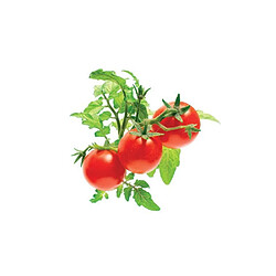 Click & Grow Recharge triple de Mini-Tomates pour Smart Garden - Click and Grow