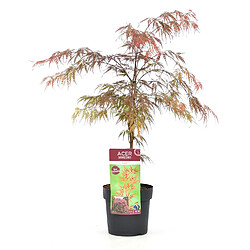 Plant in a Box Acer palmatum 'Garnet' - Érable japonais - Pot 19cm - Hauteur 60-70cm