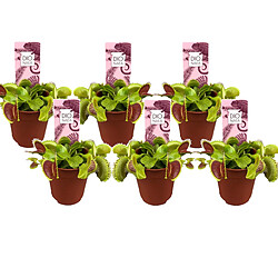 Plant in a Box Dionaea Muscipula - Lot de 6 - Plante carnivore - Pot 5,5cm - Hauteur 5-10cm