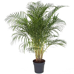 Plant in a Box Dypsis Lutescens - Areca Palmier D'or XXL - Pot 27cm - Hauteur 140-150cm