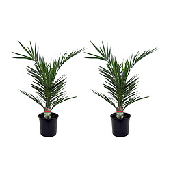 Plant in a Box Phoenix Canariensis - Hauteur 50-60cm - Set de 2 - Palmier Resistant - Pot 15cm