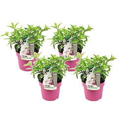 Plant in a Box Hortensia 'Pinky Winky' - Set de 4 - Hydrangea - Pot 19cm - Hauteur 25-40cm