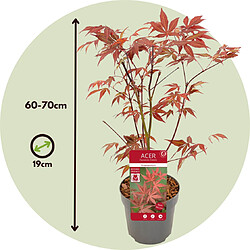 Plant in a Box Acer palmatum 'Anthropurpureum' - Érable japonais - Pot 19cm - Hauteur 60-70cm