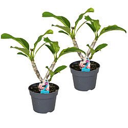 Plant in a Box Plumeria Frangipani Hawaii - Set de 2 - Pot 17cm - Hauteur 45-55cm