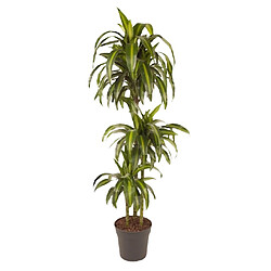 Plant in a Box Dracaena fragrans - 'Hawaiian Sunshine' - 24cm - Hauteur 130-140cm