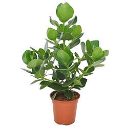 Plant in a Box Clusia rosea 'Princesse' - Pot 17cm - Hauteur 50-60cm