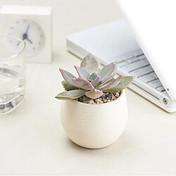 Wewoo Pot de fleur Créative Multi-viande Plantes En Plastique Pots De Élégant Bureau Mini De Fleurs Mini Semis Pépinière Pot, Aléatoire Couleur Livraison 