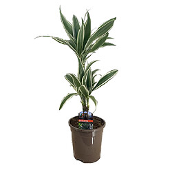 Plant in a Box Dracaena Deremensis - Bande blanche - Pot 17cm - Hauteur 60-70cm