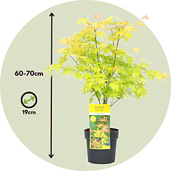 Plant in a Box Acer 'Orange Dream' - Set de 2 - Erable Japonais - Pot 19cm - Hauteur 60-70cm