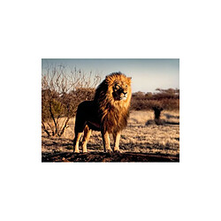 Puzzle 1500 pièces Ravensburger Lion 