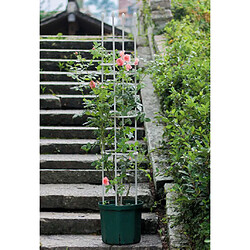 Anneaux De Support Pour Plantes Treillis De Jardin Plantes Grimpantes Fleurs Poussent Blanc