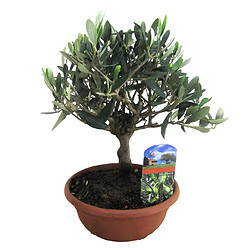 Plant in a Box Olea Europaea - Olivier Bonsaï dans une coupe - Pot 21cm - Hauteur 30-40cm