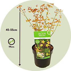 Plant in a Box Acer palmatum 'Petite princesse' - Erable japonais - Pot 19cm - Hauteur 45-55cm